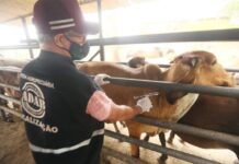 Adab faz balanço da Campanha Contra a Febre Aftosa 2021.1