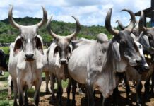 Adab capacita mais agentes vacinadores e divulga calendário de novos cursos