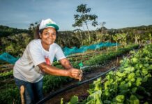 Agricultores familiares já podem aderir ao Garantia-Safra 2021/2022