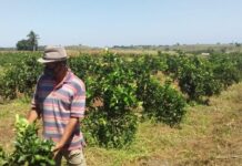 Produção de laranja dobra em comunidade rural de Rio Real