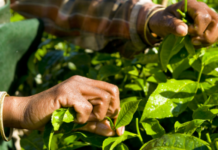 ‘Outubro Rosa no Campo’ começa nesta quinta-feira