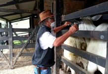 Vacinação contra a febre aftosa é prorrogada na Bahia