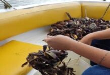 Polícia Militar liberta mais de 6 mil caranguejos de cativeiros ilegais