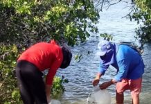 Mangues de Santo Amaro recebem quase dois milhões de caranguejos