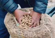 ‘Feira de São João’ está de volta na Ceasa e deve movimentar a economia baiana