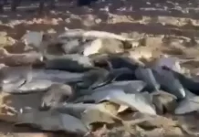 Banhistas e pescadores registram fartura de peixa após pescaria na prais de Itapuã, em Salvador