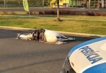 Homem e cavalo são mortos a tiros em Feira de Santana